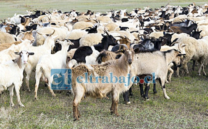 Fueron alrededor de 200 a 300 cabritos los que robaron los delincuentes al criancero de Llay Llay, a quien además le sustrajeron especies desde su hogar y un vehículo. (Foto referencial)