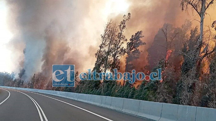 DESCONTROLADO.- Este es el infernal escenario visto desde la autopista Los Andes sector peaje de Panquehue, decenas de pequeños bosques fueron reducidos a cenizas.