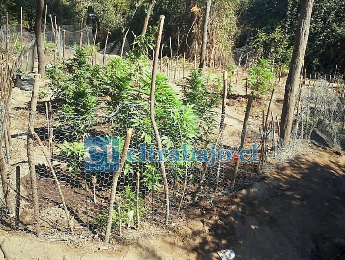 Así estaban las plantas de marihuana encontradas en el sector de San José, en Catemu.