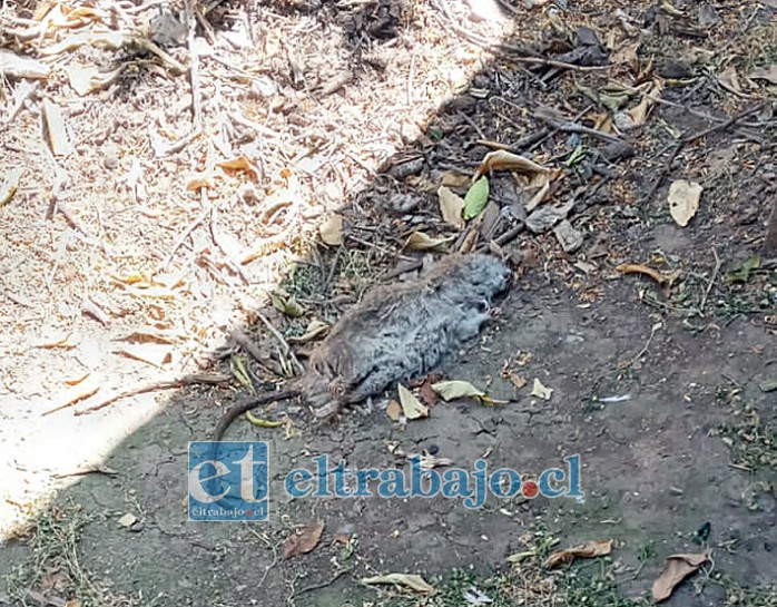 En la imagen, que se ha hecho recurrente en el sector, se puede divisar un roedor muerto en población Yungay.