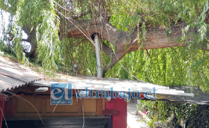 HAY QUE DECIRLO.- Es cruel quizás mencionarlo, pero si este árbol estuviera sobre la vivienda de alguna autoridad, de seguro el mismo lunes lo habrían retirado.