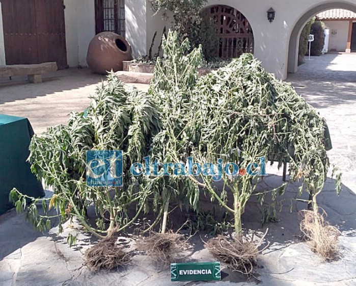 Cuatro plantas de cannabis sativa incautó carabineros en la comuna de Putaendo en el marco de la ‘Ronda Impacto’.