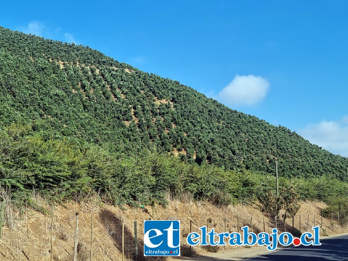 Actualmente es Conaf quien autoriza este tipo de plantaciones, especialmente en ladera de cerro, sin medir los daños que puede provocar su habilitación en el medioambiente y el agua disponible para el resto de las comunidades vecinas.