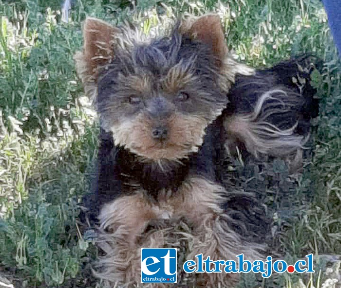 MUERE MASCOTA.- ‘Cirilo’, pequeño animalito que pasó a mejor vida tras ser atropellado la mañana de este miércoles.