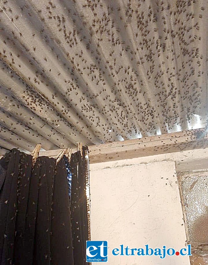 Una impresionante plaga de moscas está afectando la calidad de vida de vecinos de Panquehue.