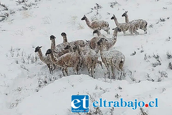 Las mascotas son una de las principales amenazas que enfrenta esta especie que se encuentra en peligro de extinción.