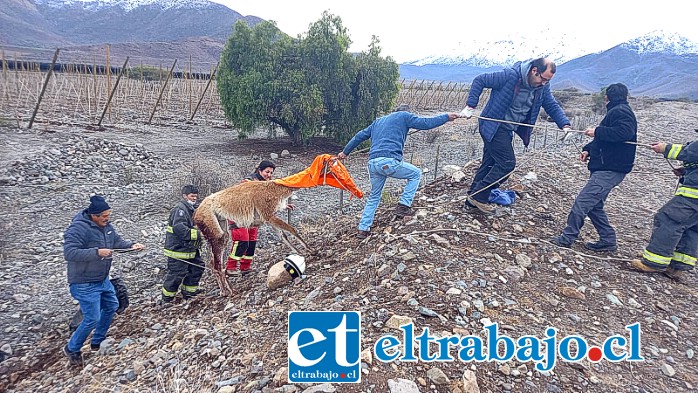 La unión hace la fuerza y todos juntos tirando a la guanaca una vez laceada para llevarla a una zona segura. (Foto Bomberos de Santa María)