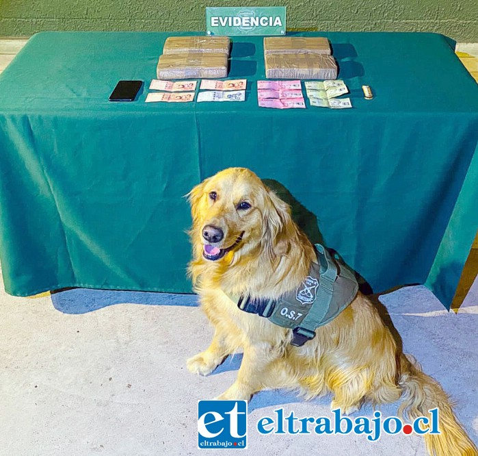 El es ‘Fermín’, el perro de Carabineros que logró detectar los más de 4 kilos de cocaína.