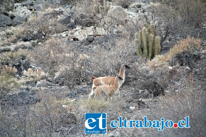 Tras las últimas nevazones han sido numerosos los avistamientos de guanacos en la precordillera.