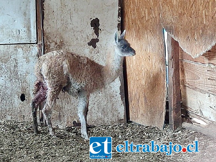 El edil confirmó que lamentablemente el pequeño guanaco que aparece en la fotografía, no pudo resistir sus heridas y finalmente falleció.