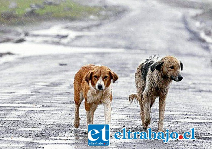 En los sectores rurales los perritos sufren aún más, aseguran desde la fundación.