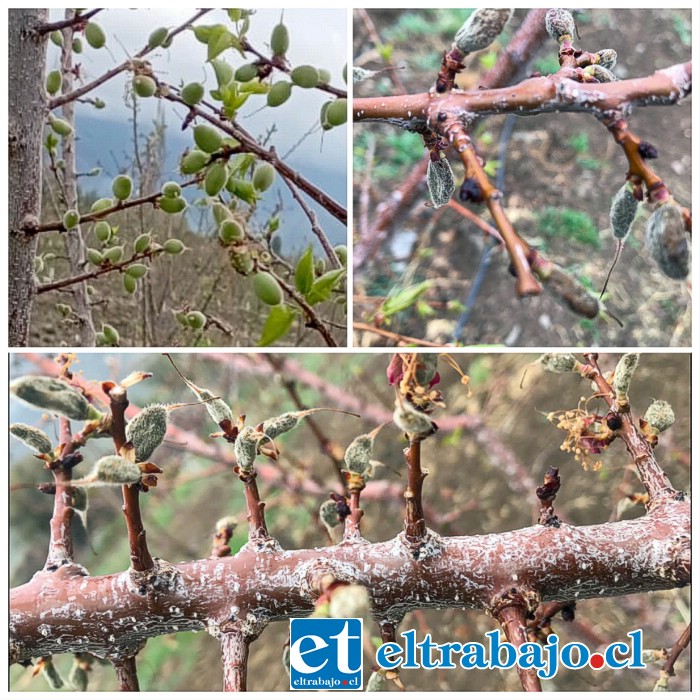 Las últimas heladas que han llegado a 3 grados bajo cero, han causado estragos en la producción frutícola.