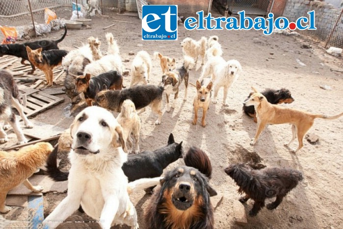 Alrededor de 70 perros vivirían en la vivienda, totalmente abandonados, pesumiblemente algunos de ellos muertos y de ahí el olor insoportable que denuncian los vecinos. (Foto referencial)