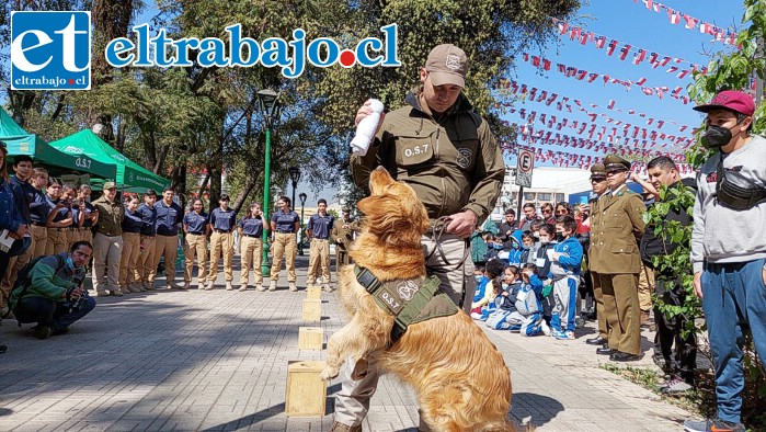 Perro antidrogas del departamento OS7, realizando demostración de habilidades frente alumnos del colegio Pumanque y Premilitar del Liceo Mixto.