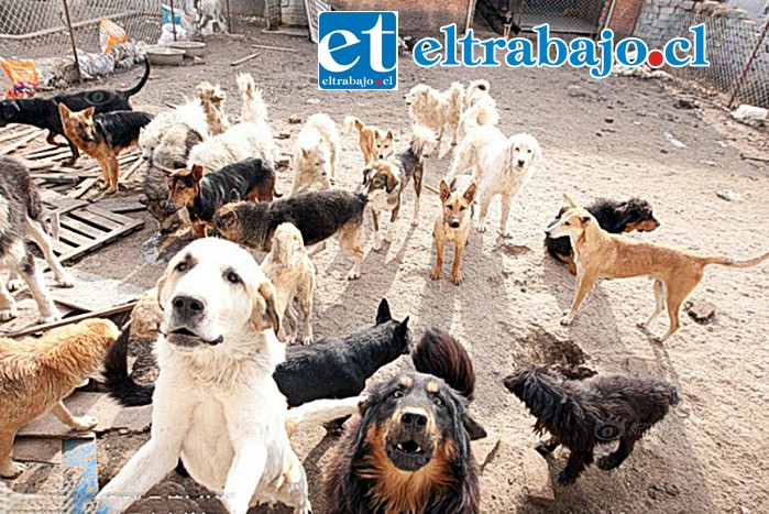 Más de 70 serían los perritos abandonados al interior de una vivienda en Avenida O’Higgins. (Foto referencial)