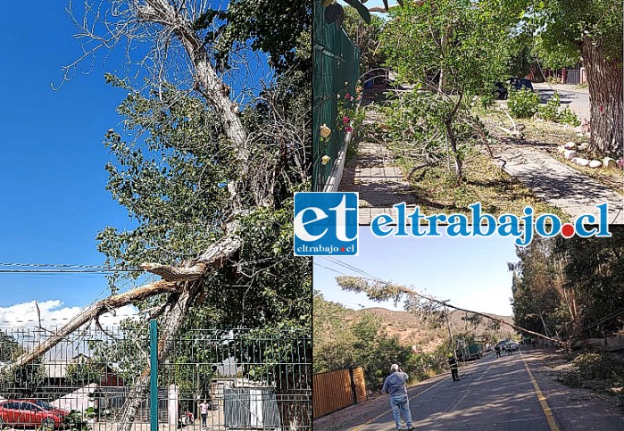 A la izquierda y arriba a la derecha, desde distintos ángulos el árbol caído frente al colegio de El Asiento. Abajo, en tanto, el enorme árbol que cayó en la ruta que une San Felipe y Putaendo.