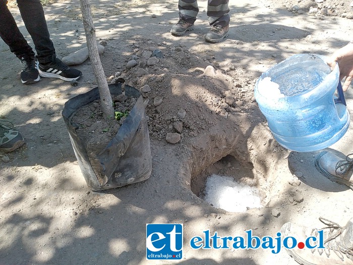 Municipio comenzó la renovación de árboles en la Avenida Maipú, utilizando ‘Hidrogel’ para mantener hidratados los árboles.