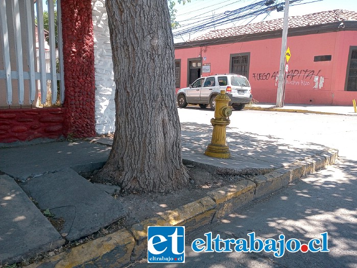 Las raíces del árbol en la esquina de Santo Domingo y Navarro, están desnivelando el pavimento y amenazan afectar el grifo del sector.