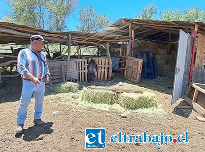 Don Luis Acevedo planeaba vender algunos animales para construirse una casa. (Foto gentileza Putaendo Informa)