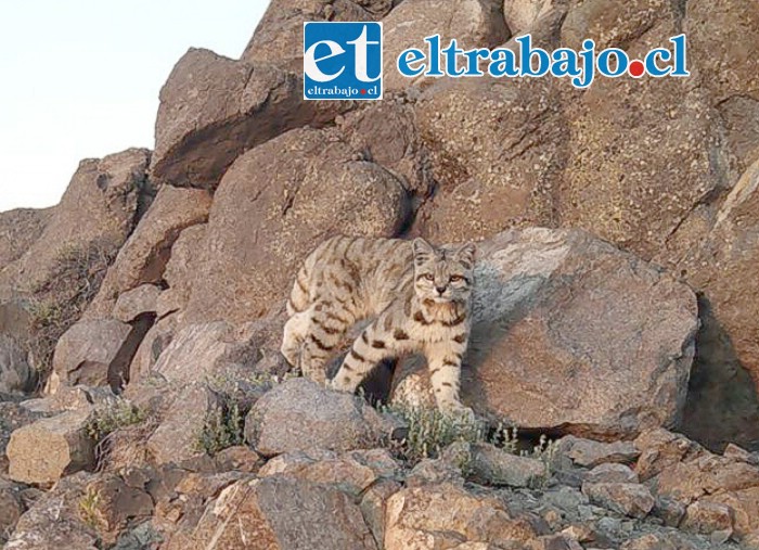 El SAG estableció que la propuesta no cumple con los aspectos metodológicos mínimos para proteger a un felino que se encuentra en peligro de extinción como lo es el gato andino.