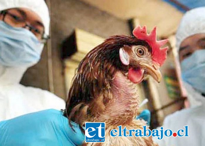 El llamado es a evitar manipular aves que se encuentren muertas o enfermas, las que no deben ser tocadas ni trasladadas, solamente llamar al SAG.