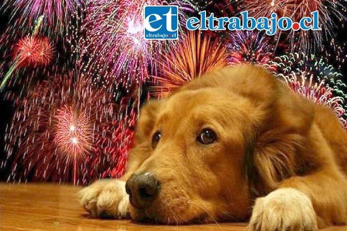 Las mascotas suelen asustarse con los fuegos artificiales, sobre todo cuando están muy cerca del lugar de detonación y el sonido es mayor.