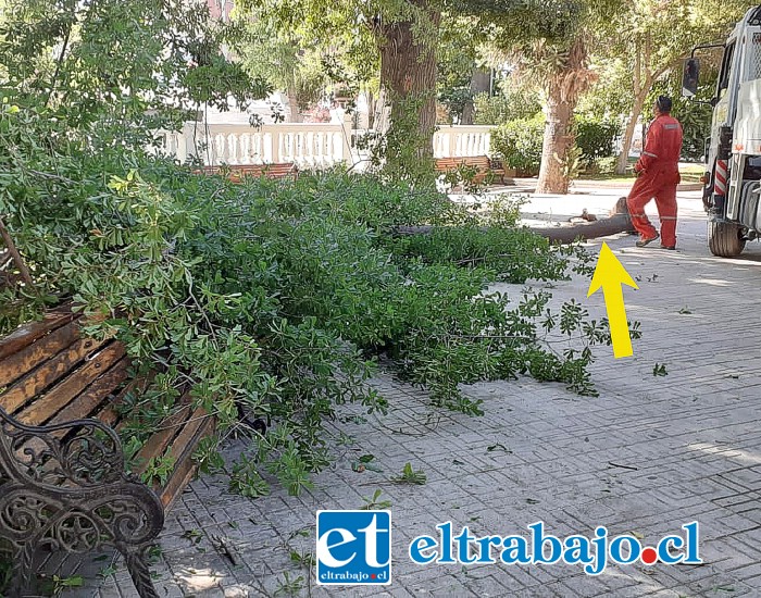 Un verdadero tronco fue el que cayó en la Plaza de Armas de San Felipe.