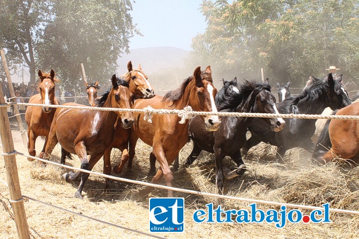 Quienes asistan podrán disfrutar de platos típicos, artesanías, y en especial del proceso de Trilla a Yegua Suelta, antigua tradición ya desaparecida de nuestros campos.