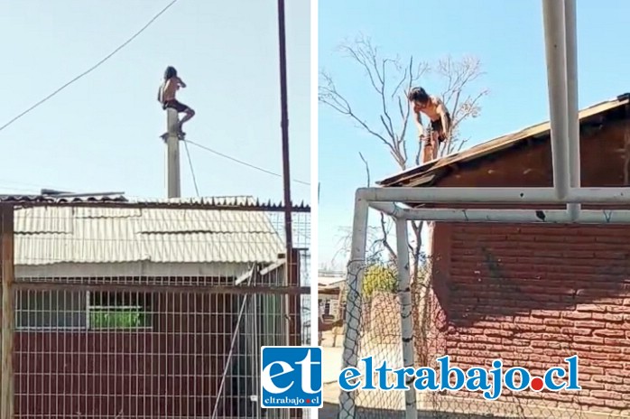 El ‘Joto’ atemoriza a los vecinos de El Esfuerzo, desde las alturas, frecuentemente se le ve en postes y techos. Los vecinos piden una solución definitiva.