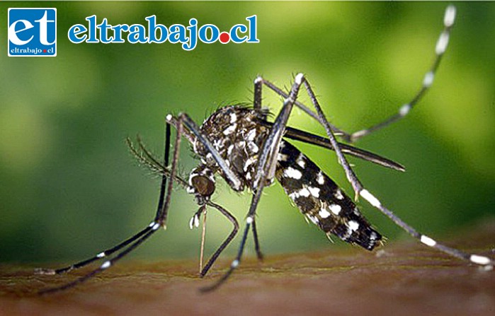 Este es el mosquito Aedes aegypti que puede transmitir varias y peligrosas enfermedades a los seres humanos.