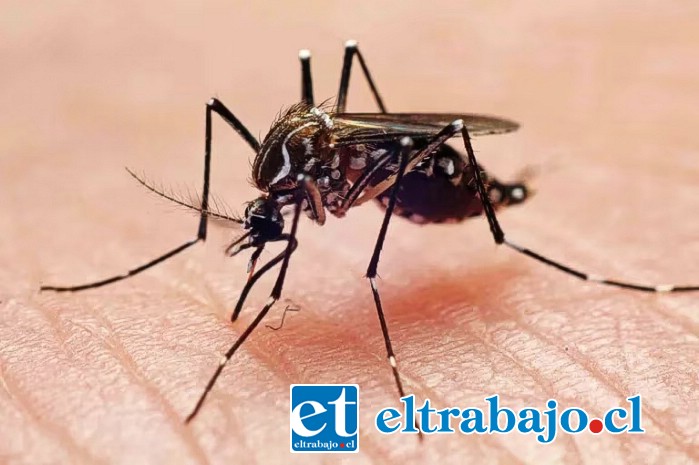 El Aedes aegypti es un mosquito que suele medir menos de 1 cm de diámetro, es de color negro o marrón y presenta rayas blancas distribuidas por el cuerpo y las patas. Vive de 25 a 30 días y para reconocerlo debemos prestar atención a las manchas blancas que lleva en su dorso y patas.