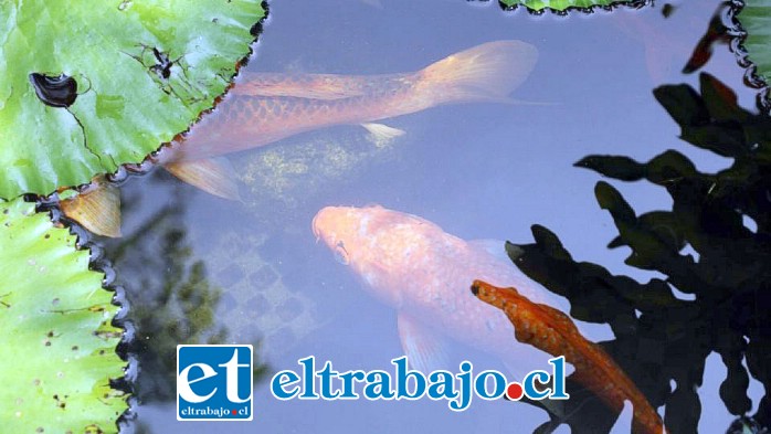 Plantas acuáticas y hermosos y coloridos peces koi, que con su abono nutren el agua y además son bío indicadores para observar la sanidad del agua.