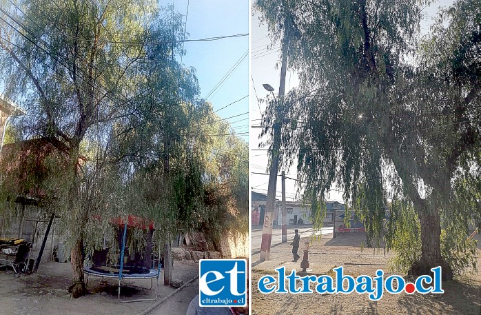 Primer árbol que interfiere con el cableado eléctrico, ubicado detrás del Block A. Segundo árbol que interfiere con los cables, ubicado en frente del Block A.