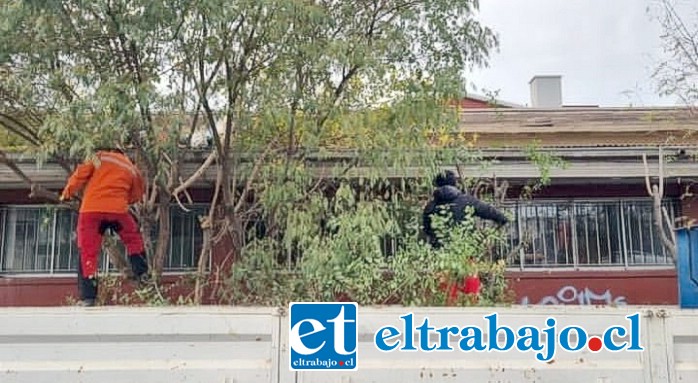 Personal municipal trabajando en la erradicación del ruco en el techo del Liceo de Hombres ‘Roberto Humeres’.