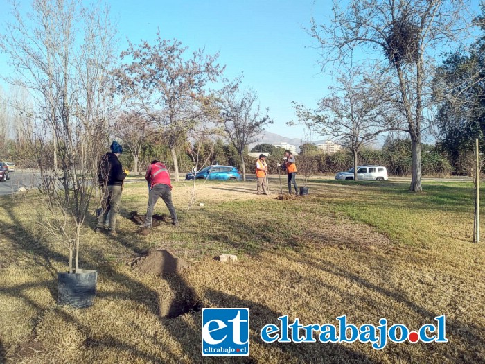 Con la plantación de árboles comenzó el trabajo en la rotonda ‘Círculo de los 21’.