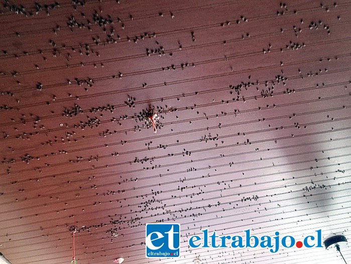 Así lucía el cielo de una vivienda, repleto de moscas.