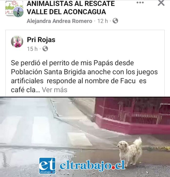 Una de las tantas publicaciones de mascotas perdidas en Año Nuevo por el uso indebido de fuegos artificiales.