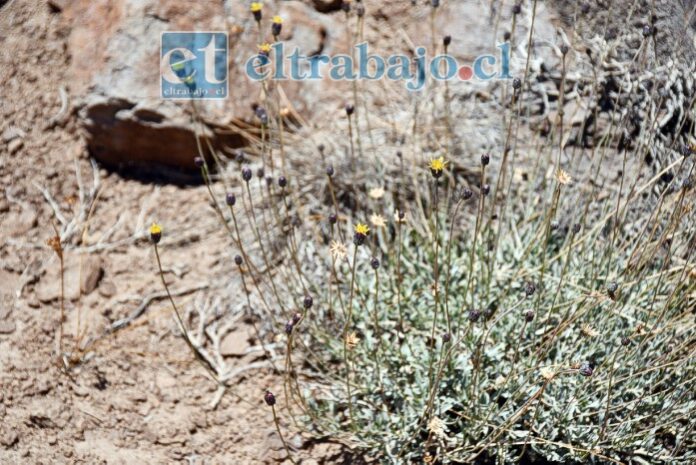 La nueva especie de planta ‘Haplopappus Teillieri’.