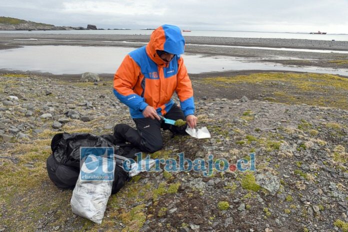 Arón Cádiz Véliz, el biólogo aconcagüino colectando muestras de ‘Deschampsia antárctica’ y ‘Colobanthus quitensis’ en isla Livingstone del continente Antártico.