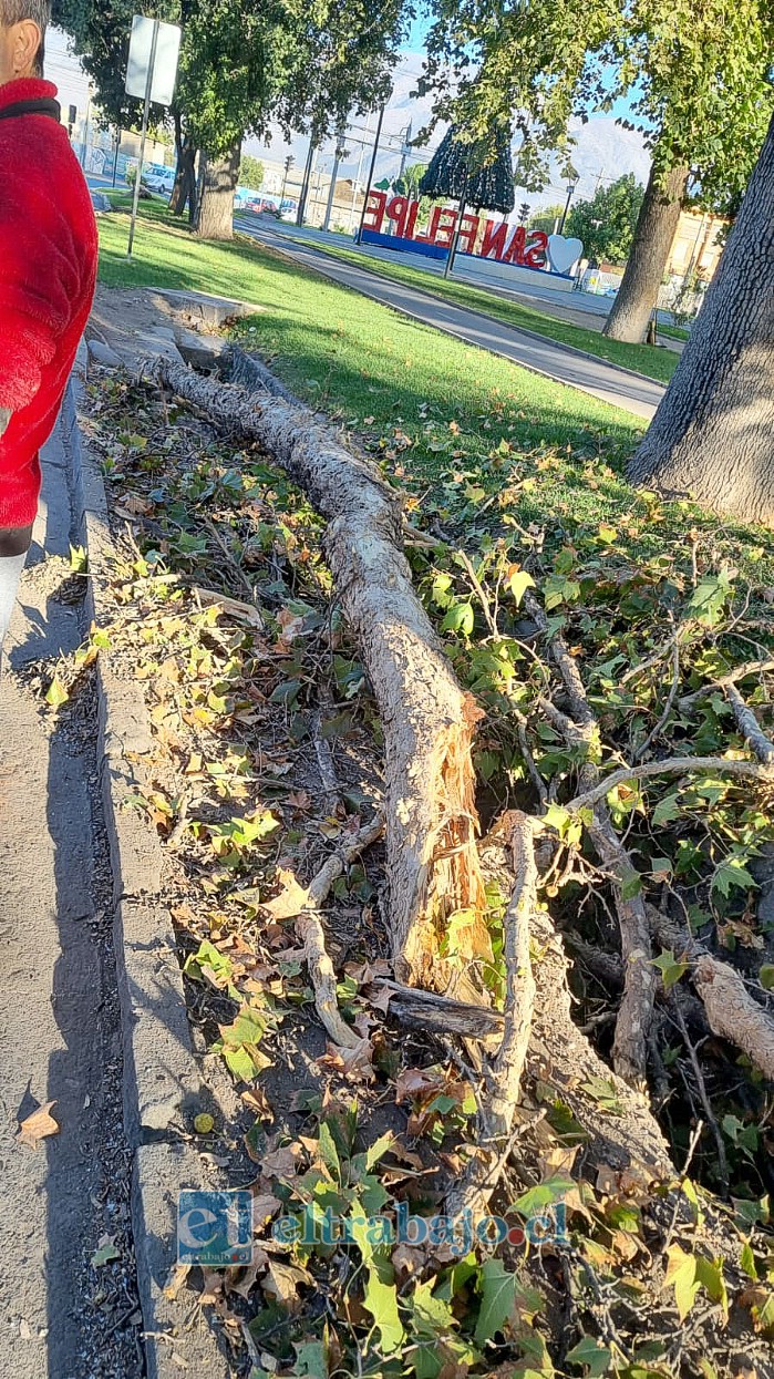 Gran tamaño de la rama que se desprendió de uno de los árboles de alameda Chacabuco la mañana de este jueves.