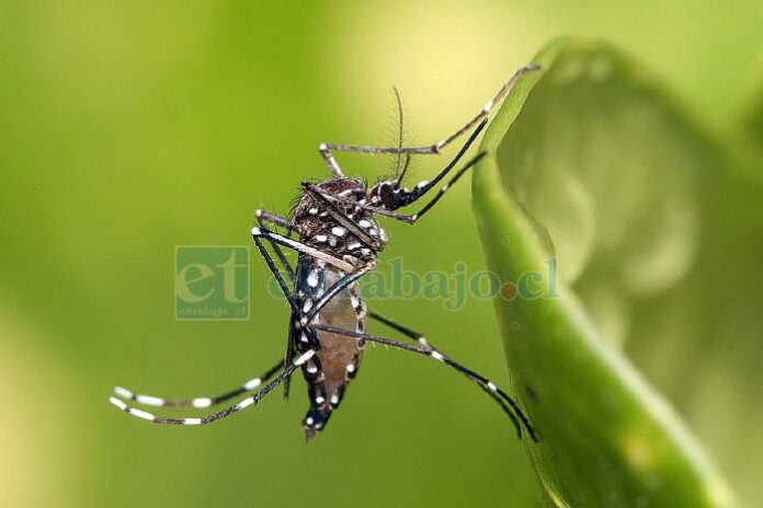 Decretan alerta amarilla para la provincia de Los Andes por presencia del Aedes Aegypti, temido mosquito que es capaz de transmitir diversos virus como el Dengue, Zika, Chikunguña y otros.