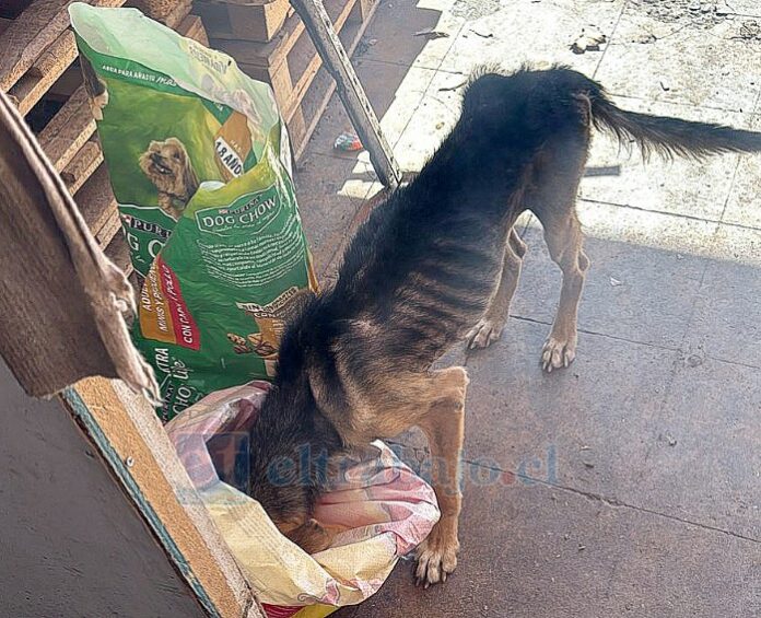 Así se encontraban estos perritos en la vivienda.