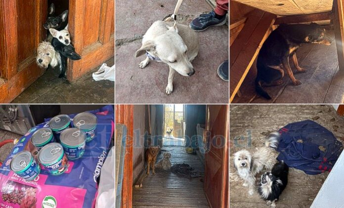 Muy felices están en la Agrupación Animalista Yungay porque lograron lo que hasta el día martes era prácticamente imposible, sacar a los perritos que estaban encerrados, abandonados, desnutridos en la casa ubicada en Avenida O´Higgins 267 de San Felipe.