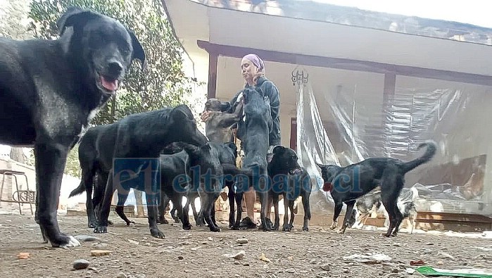 Estos son algunos de los canes que esperan ser adoptados.