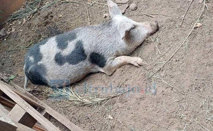 La familia de la Fundación ‘Los Laion’ bautizó como ‘Waiky’ a la cerda preñada.