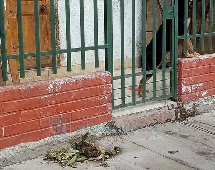 Denuncian a una vecina de la población La Escuadra por dejar en la calle las heces de sus mascotas.