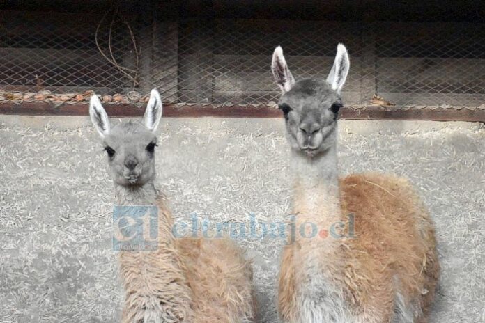 Los guanacos se curan de las heridas que sufrieron tras la persecución de perros y rasguños de alambradas.