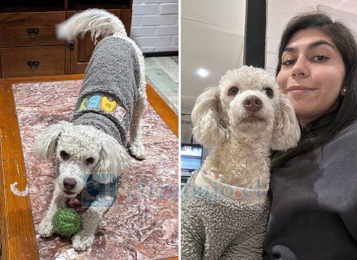 Thor, perro que se extravió el pasado 17 de mayo en la calle Reyes de la comuna de San Esteban, junto a su dueña, Sofía Herrera.