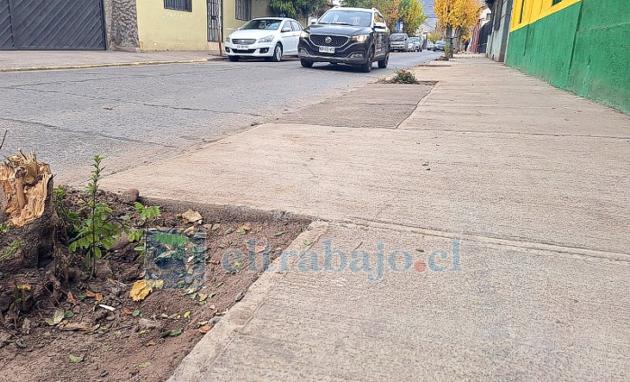 Arrancados de raíz, así resultaron 6 árboles en calle Navarro.