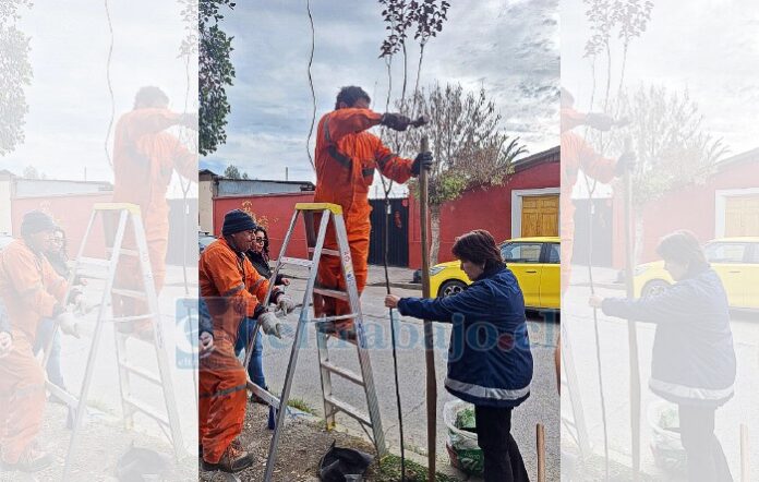 Municipio comenzó plan de reforestación del damero central.